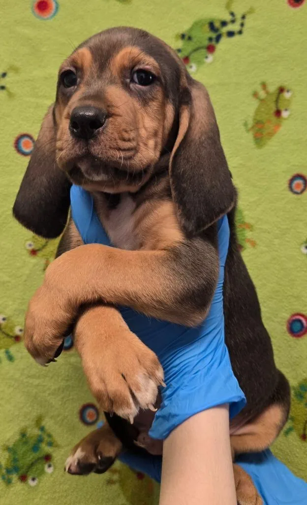 Jack Sparrow thumbnail 2