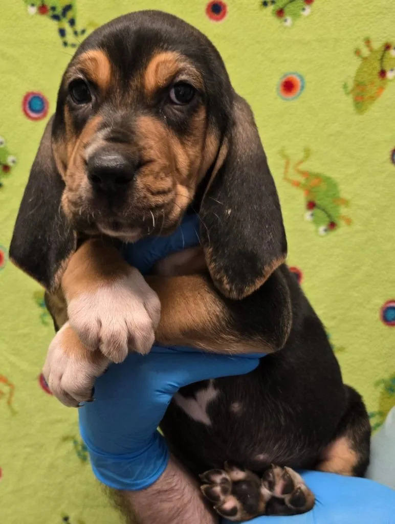 Saphira Stormcloud thumbnail 2