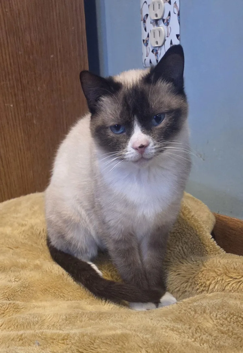 Bella Blue thumbnail 2