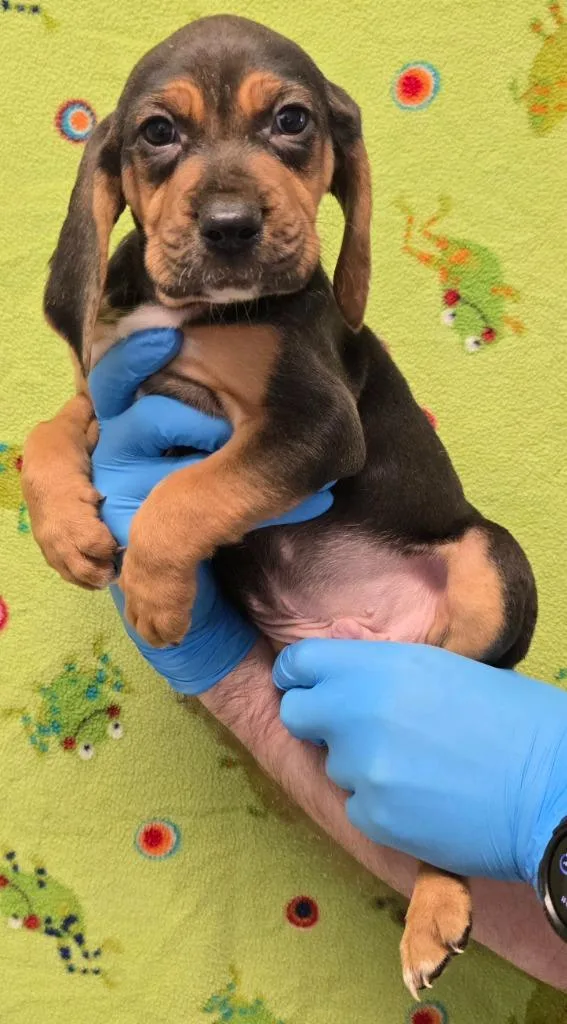 Blackbeard thumbnail 2