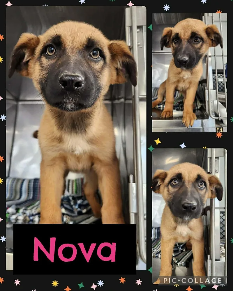 Nova