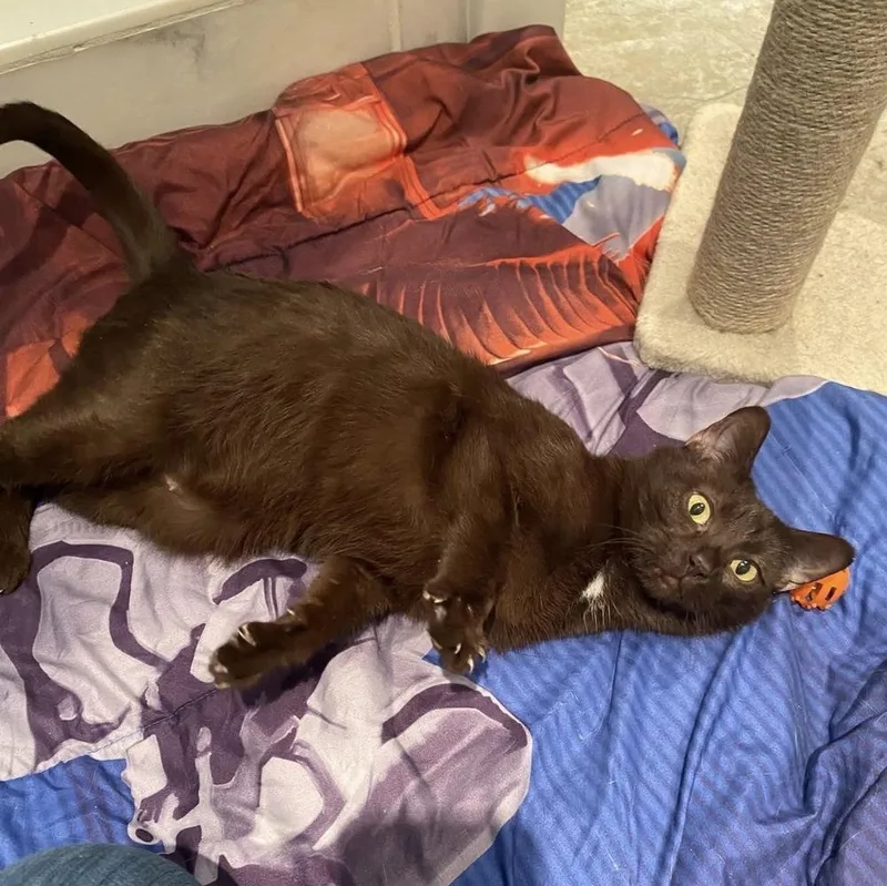 Lady Gaga thumbnail 2