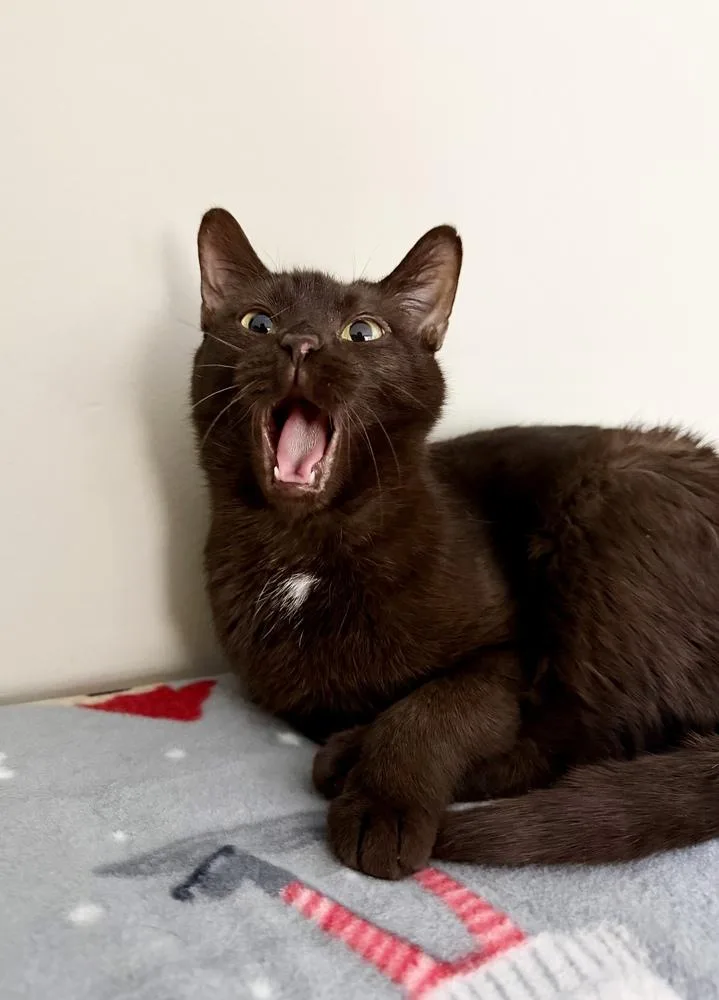 Lady Gaga thumbnail 3