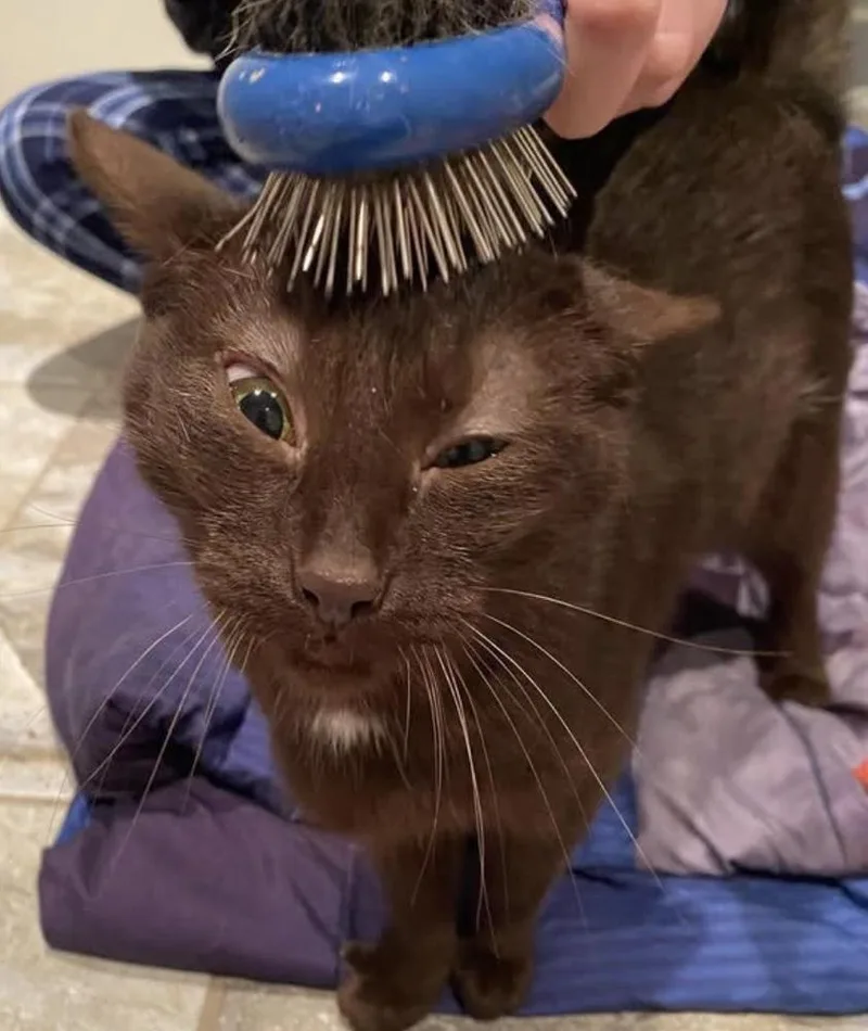 Lady Gaga thumbnail 4