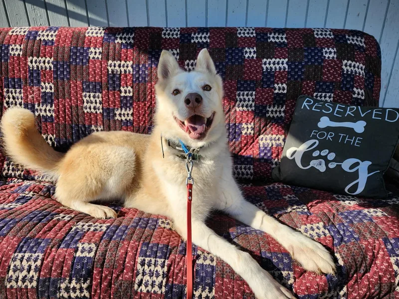 Loyal Lokie thumbnail 3