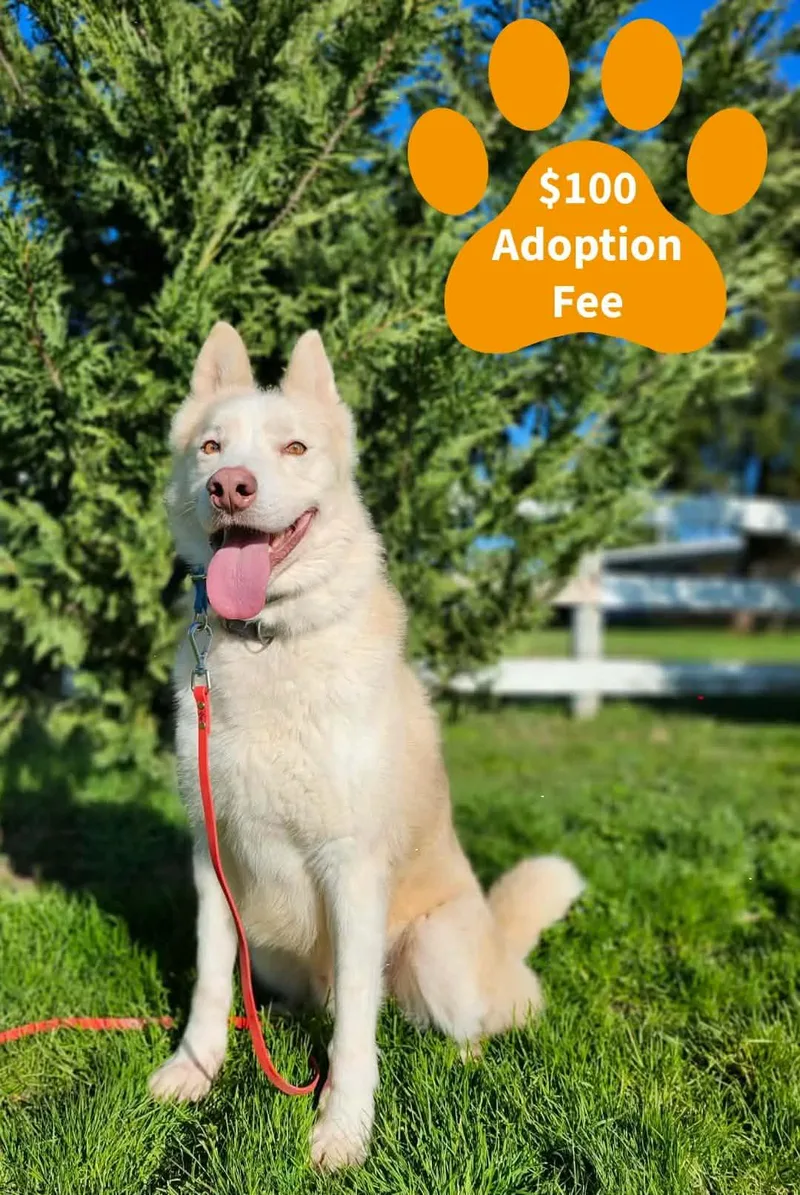 Loyal Lokie thumbnail 4