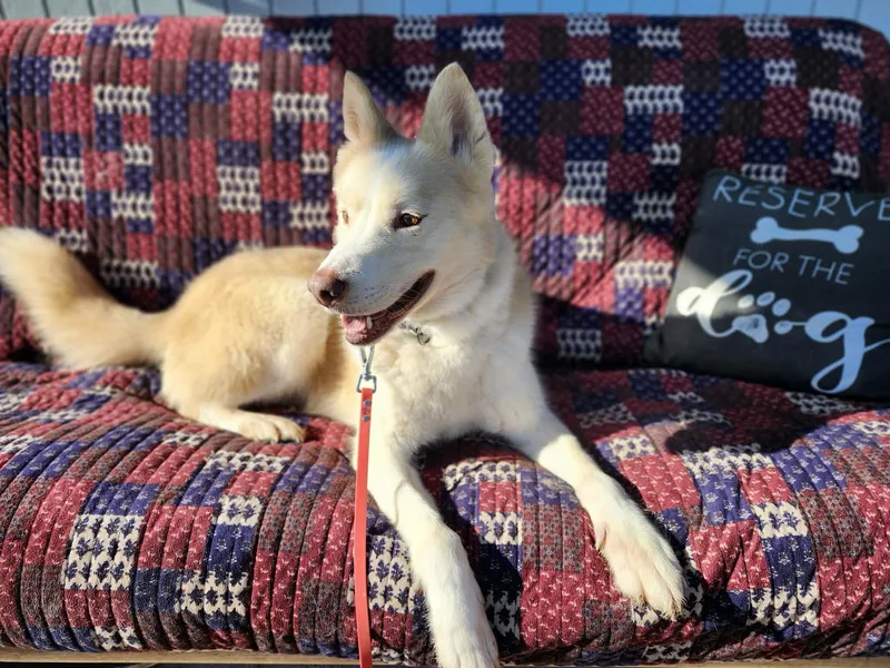 Loyal Lokie thumbnail 5