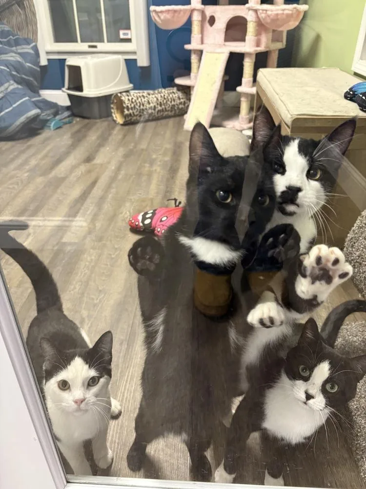 Charlie Chaplin thumbnail 2