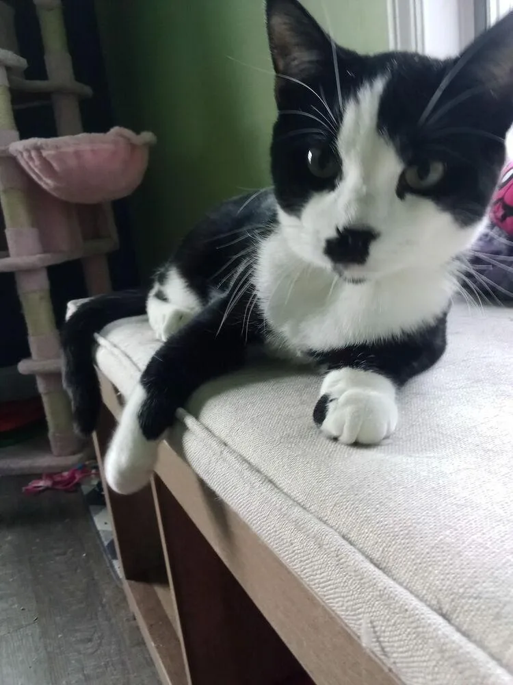 Charlie Chaplin thumbnail 4