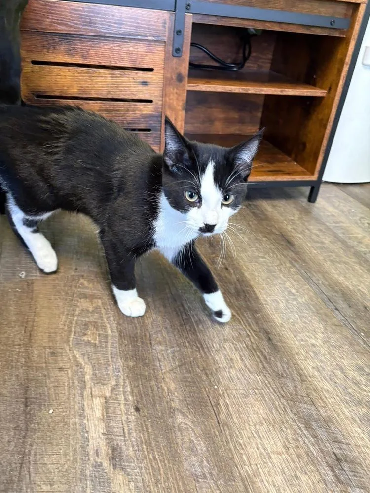 Charlie Chaplin thumbnail 5