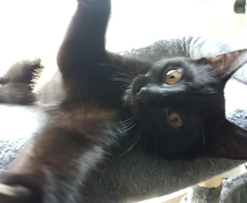 Cryptids: Lochness thumbnail 2