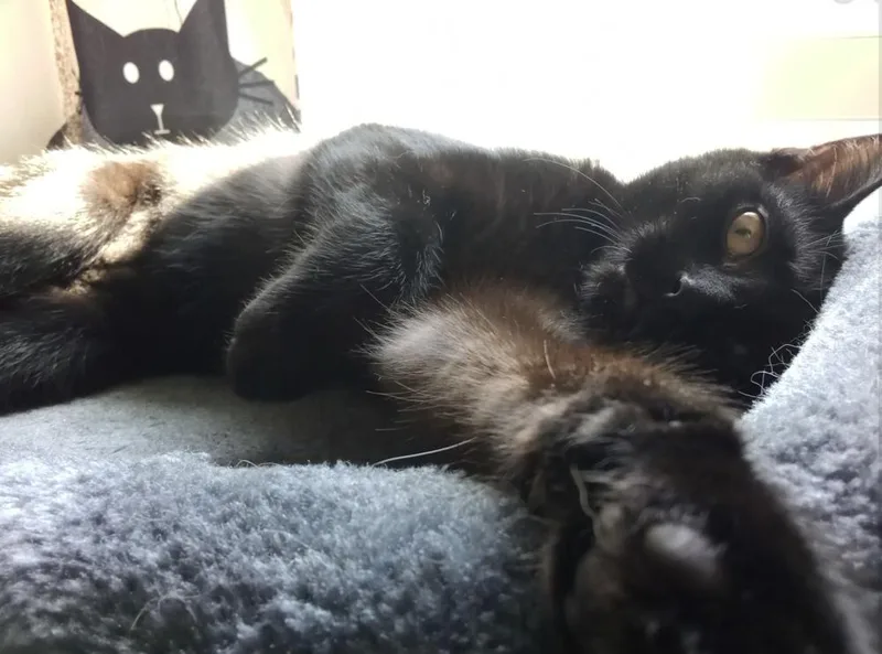 Cryptids: Lochness thumbnail 4