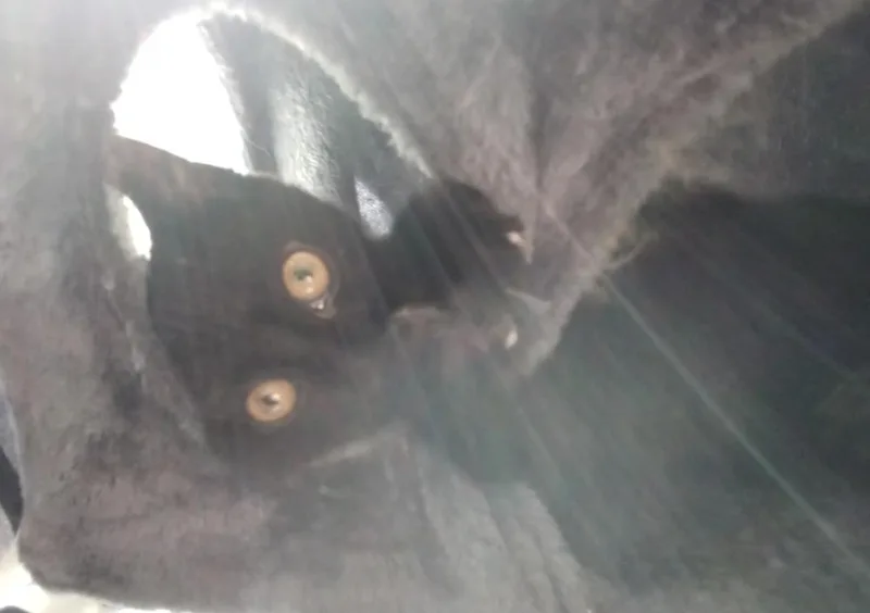 Cryptids: Lochness thumbnail 6