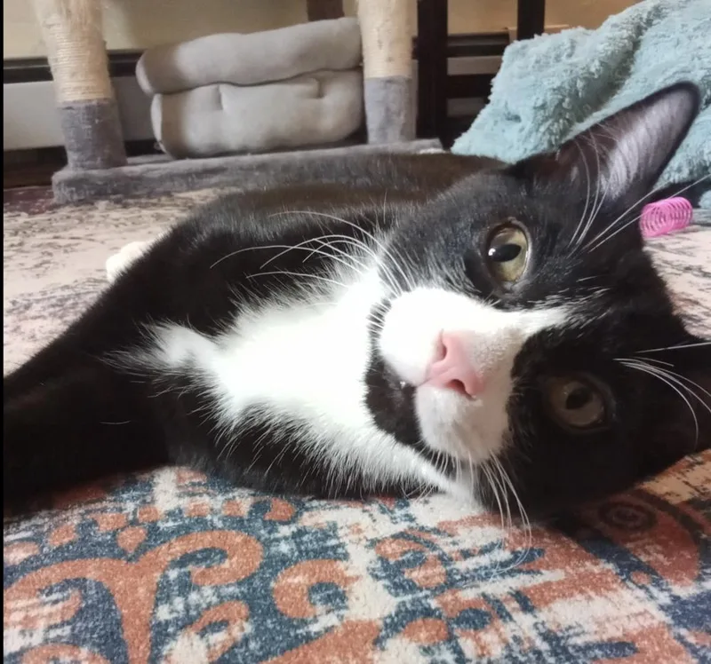 Cryptids: Sasquatch thumbnail 2