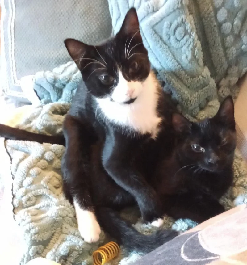 Cryptids: Sasquatch thumbnail 3