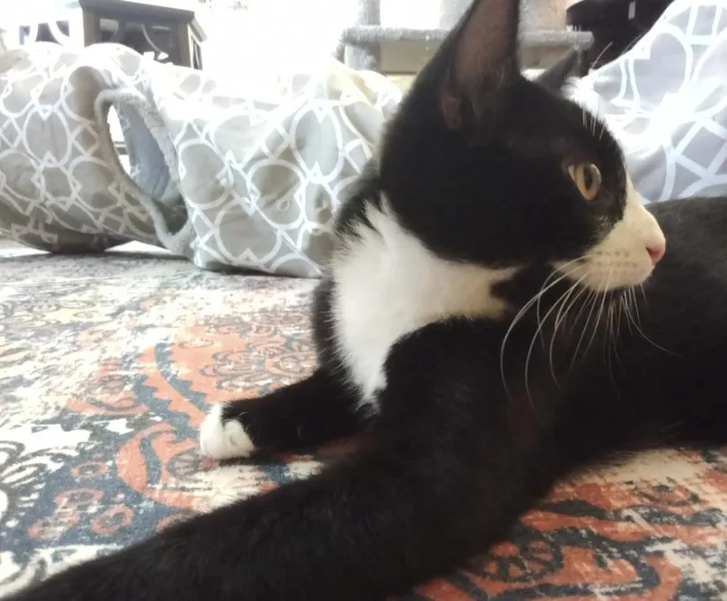 Cryptids: Sasquatch thumbnail 4