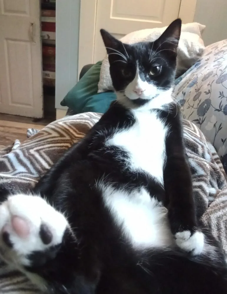 Cryptids: Sasquatch thumbnail 5