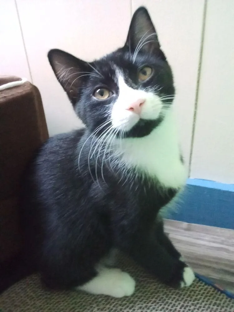 Cryptids: Sasquatch thumbnail 6