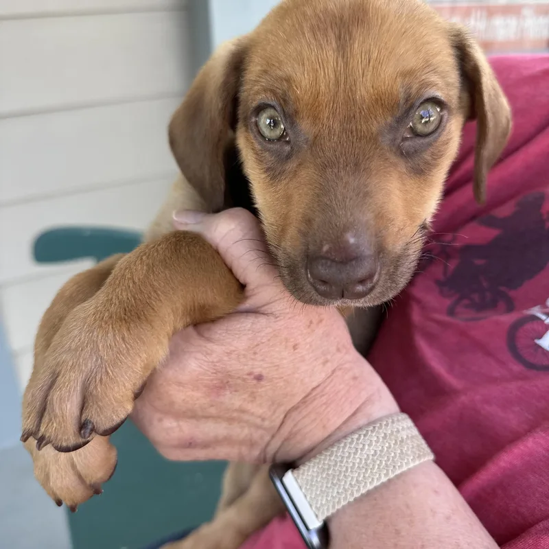 Daffodil thumbnail 2