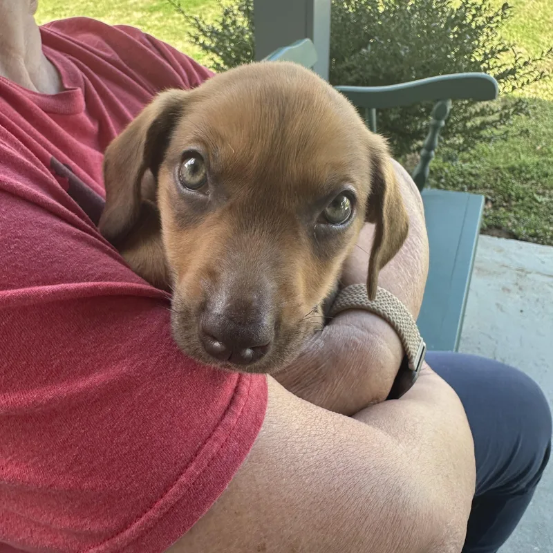 Daffodil thumbnail 3