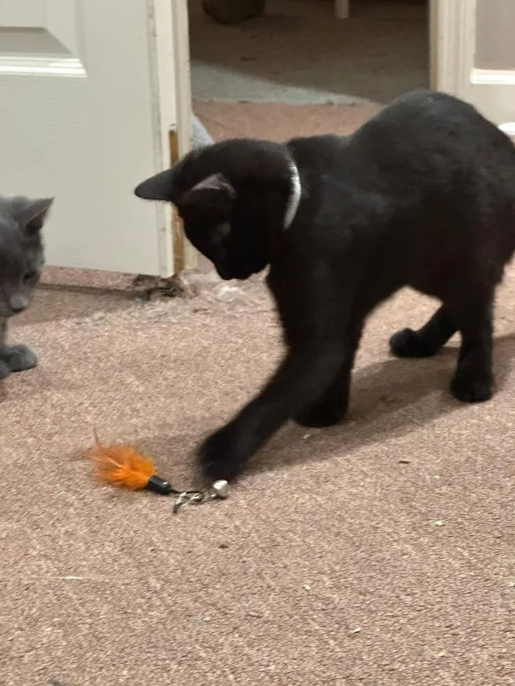 Folklore:  Rusalka thumbnail 2