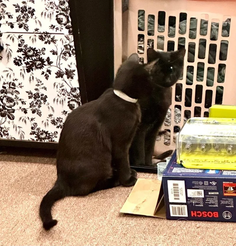 Folklore:  Rusalka thumbnail 3