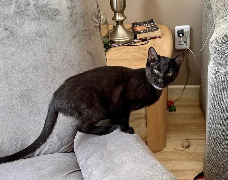 Folklore:  Rusalka thumbnail 4