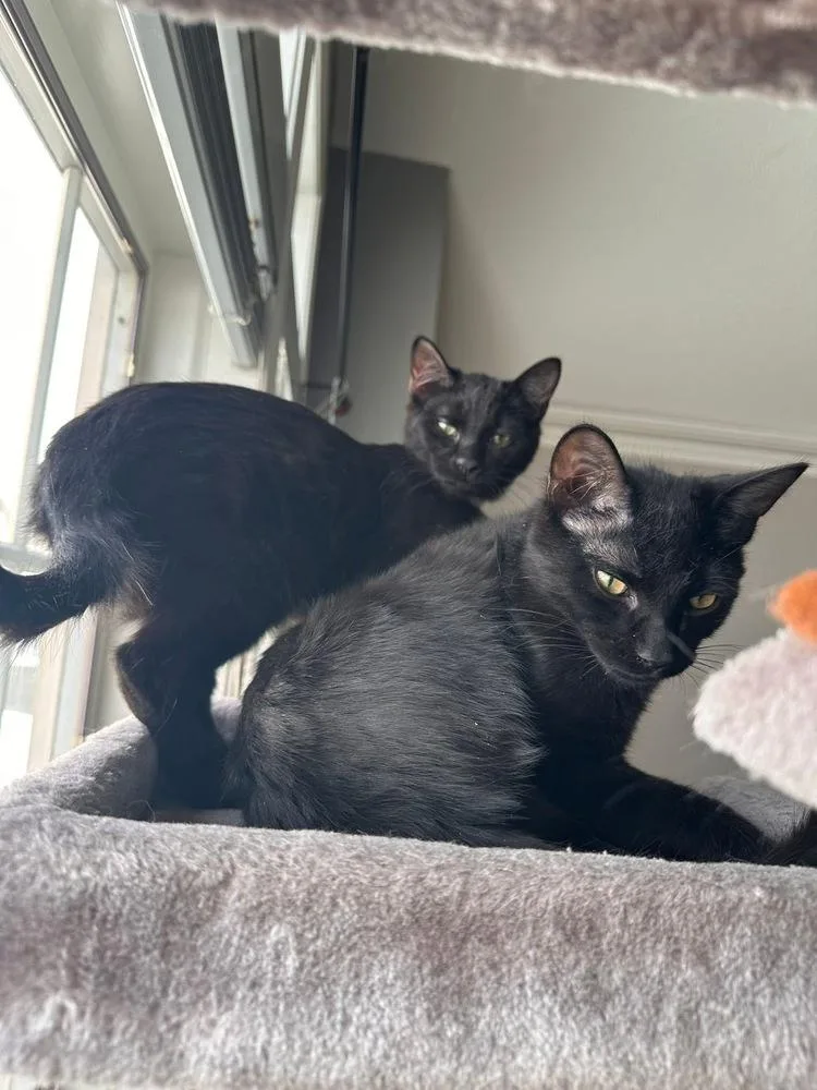 Folklore:  Rusalka thumbnail 5