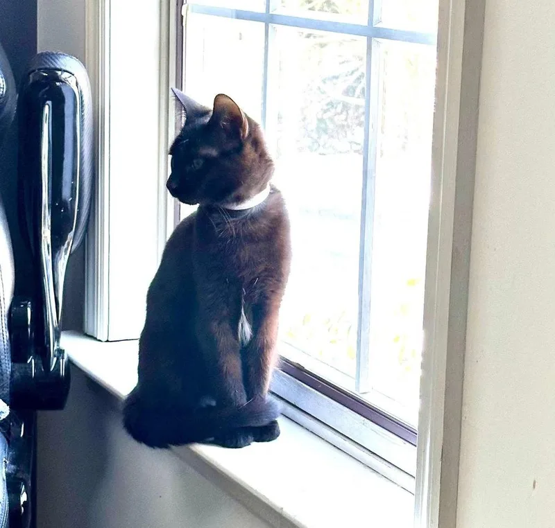 Folklore:  Rusalka thumbnail 6