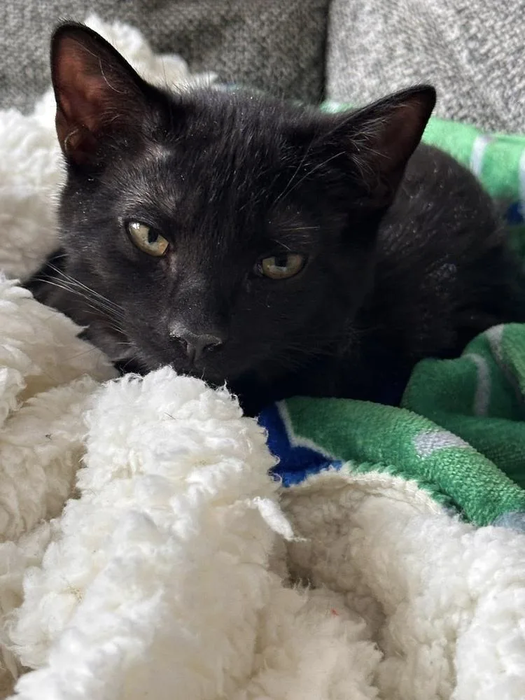 Folklore:  Vila thumbnail 4