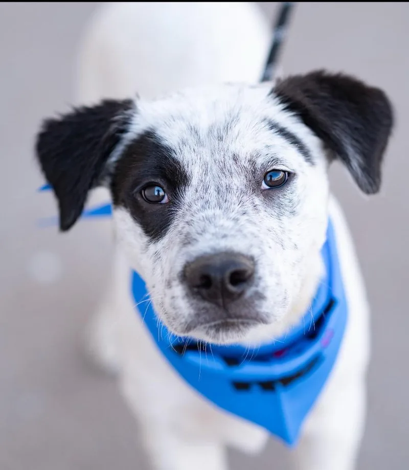 Kemmunett thumbnail 3