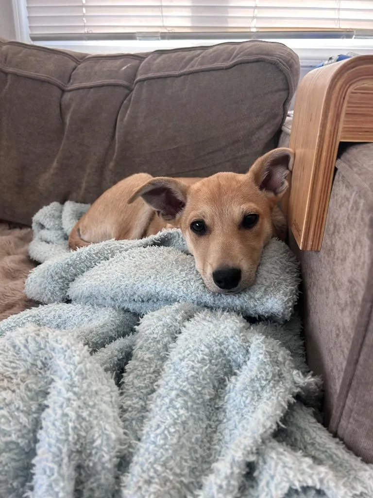 Dispilio thumbnail 2