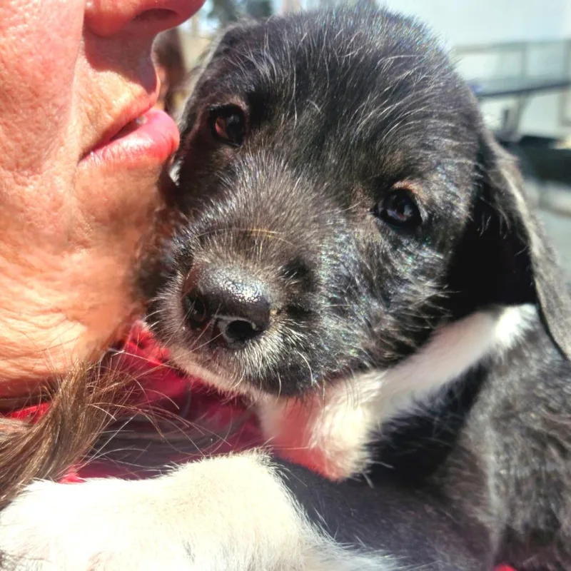 Puppy Palooza Team Girl thumbnail 2