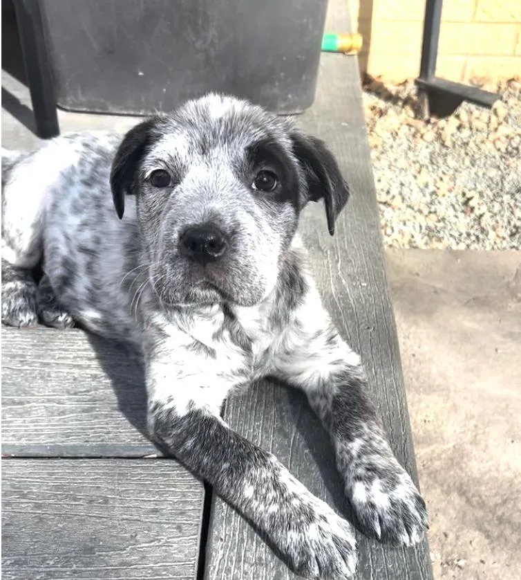 Tell Hassuna thumbnail 2