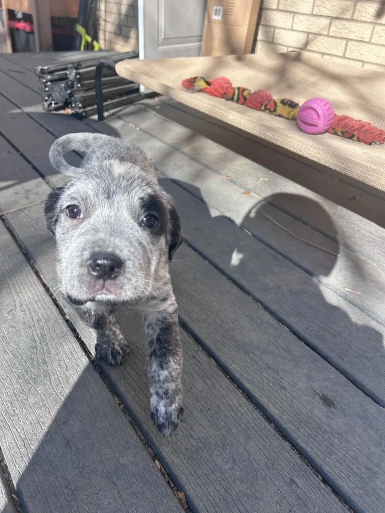 Tell Hassuna thumbnail 4