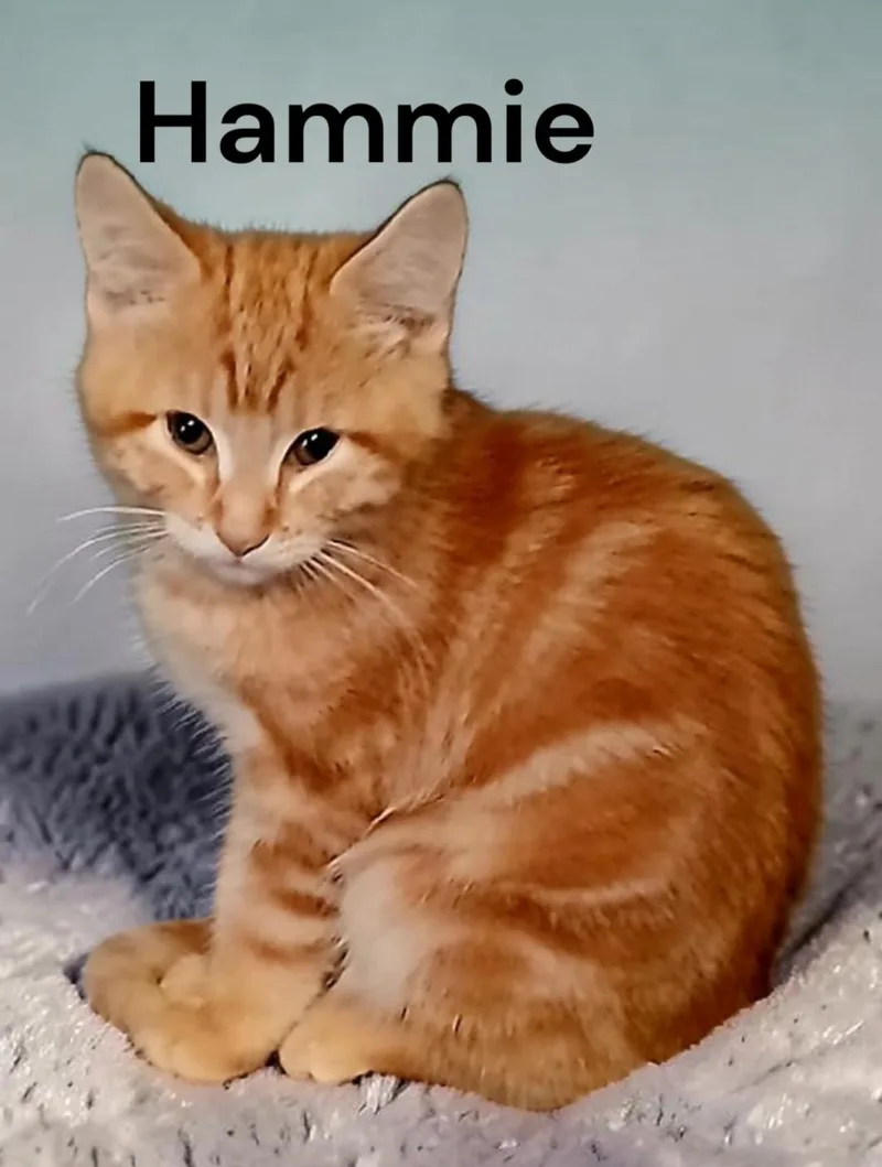 A baby medium-sized male Tabby cat named Hammie for adoption in Weems, VA