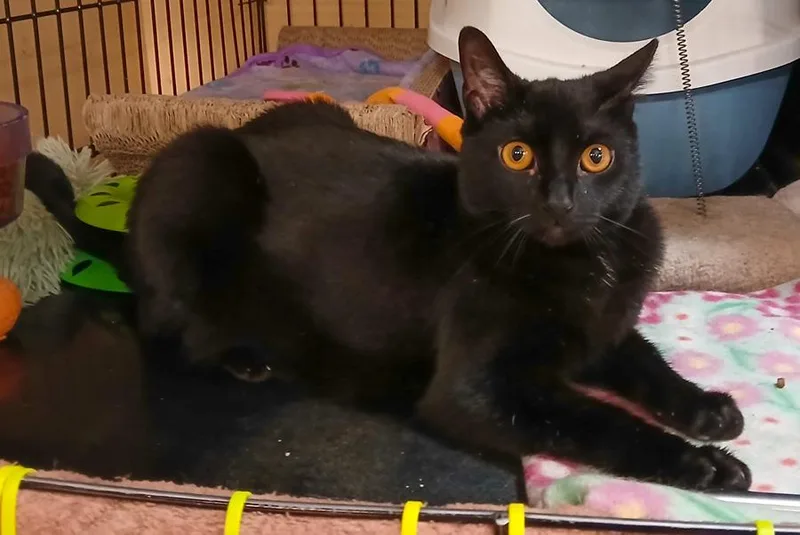A young medium-sized female Black Domestic Short Hair cat named Lovey for adoption in Elmwood Park, NJ
