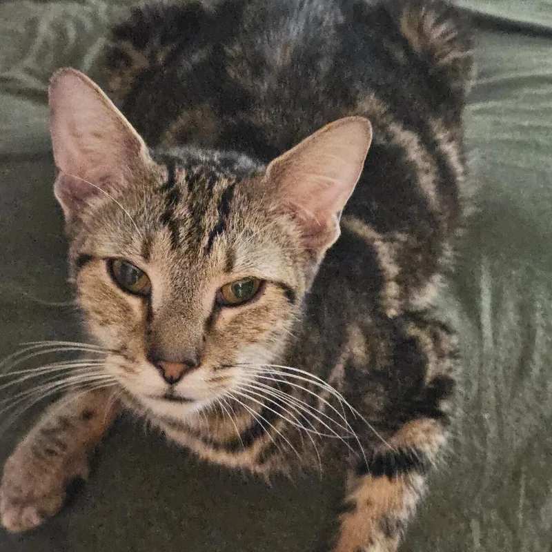 An adult medium-sized female Domestic Short Hair cat named Dutchess for adoption in Newark, NJ