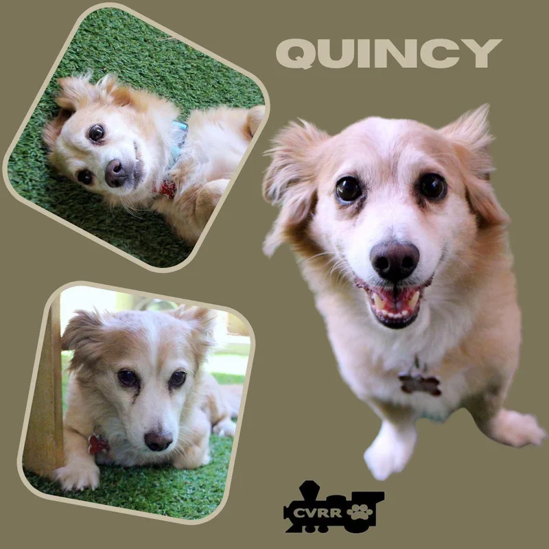 An adult small-sized male Corgi dog named Quincy for adoption in LINDSAY, CA
