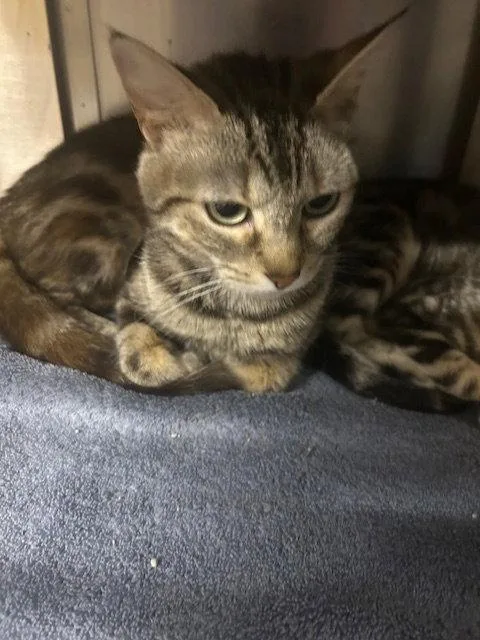 An adult medium-sized female Domestic Short Hair cat named Tabitha for adoption in Herndon, VA