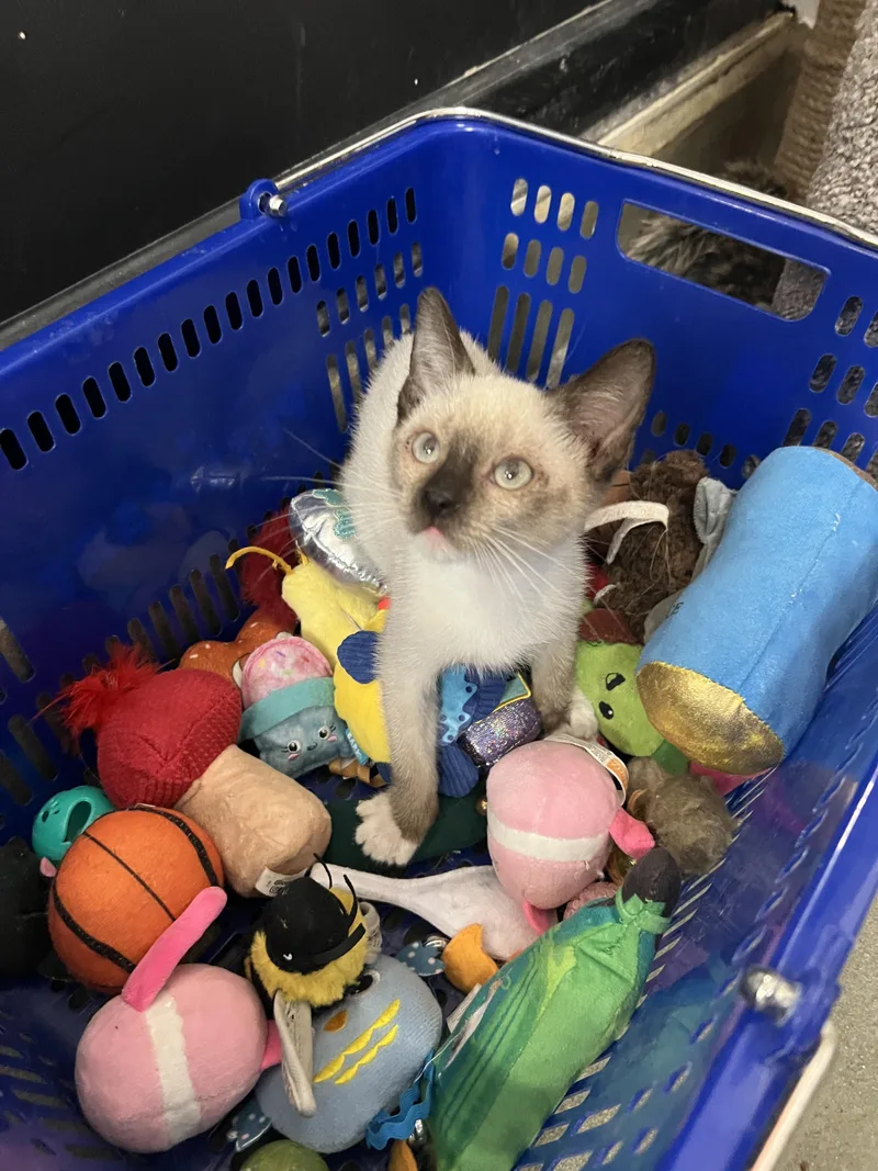 A baby medium-sized male Siamese cat named Kiko for adoption in Palmetto, FL