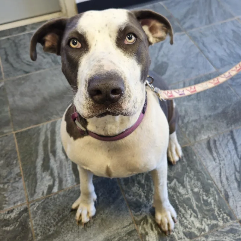 A young large-sized female Gray / Blue / Silver Terrier dog named Hazel for adoption in Clearwater, FL