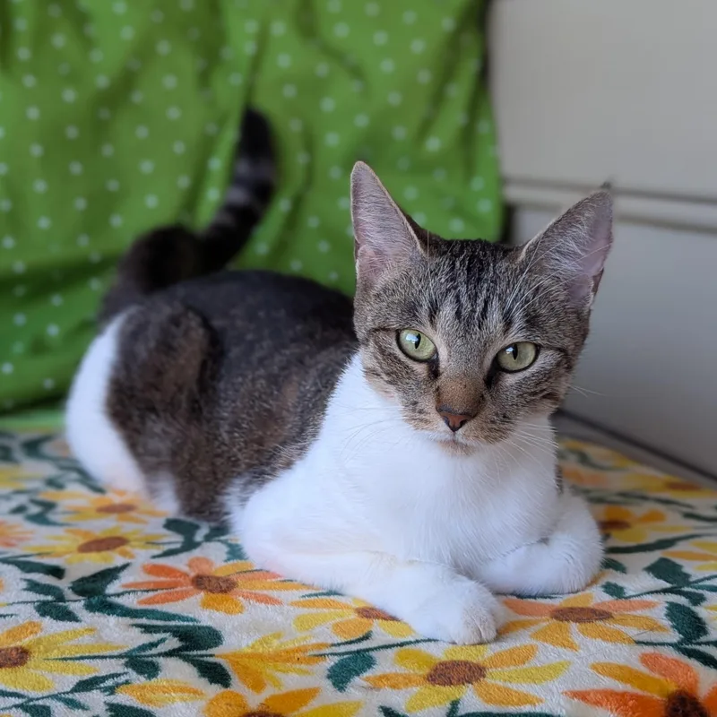 A young medium-sized female Tabby (Brown / Chocolate) Domestic Short Hair cat named Pickle for adoption in Tucker, GA