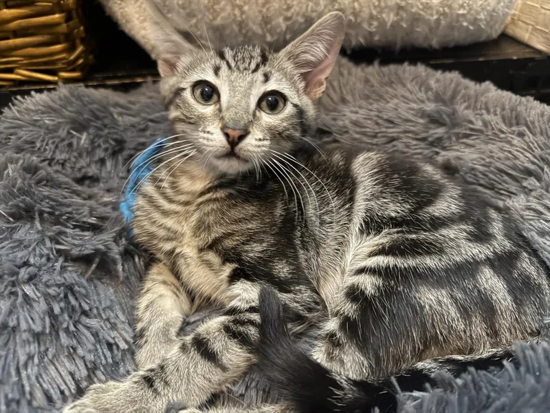 A baby small-sized male Black Domestic Short Hair cat named CharlieBrown Peanuts for adoption in Chandler, AZ