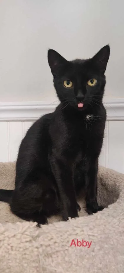 A young small-sized female Domestic Short Hair cat named Abby for adoption in Bloomsburg, PA