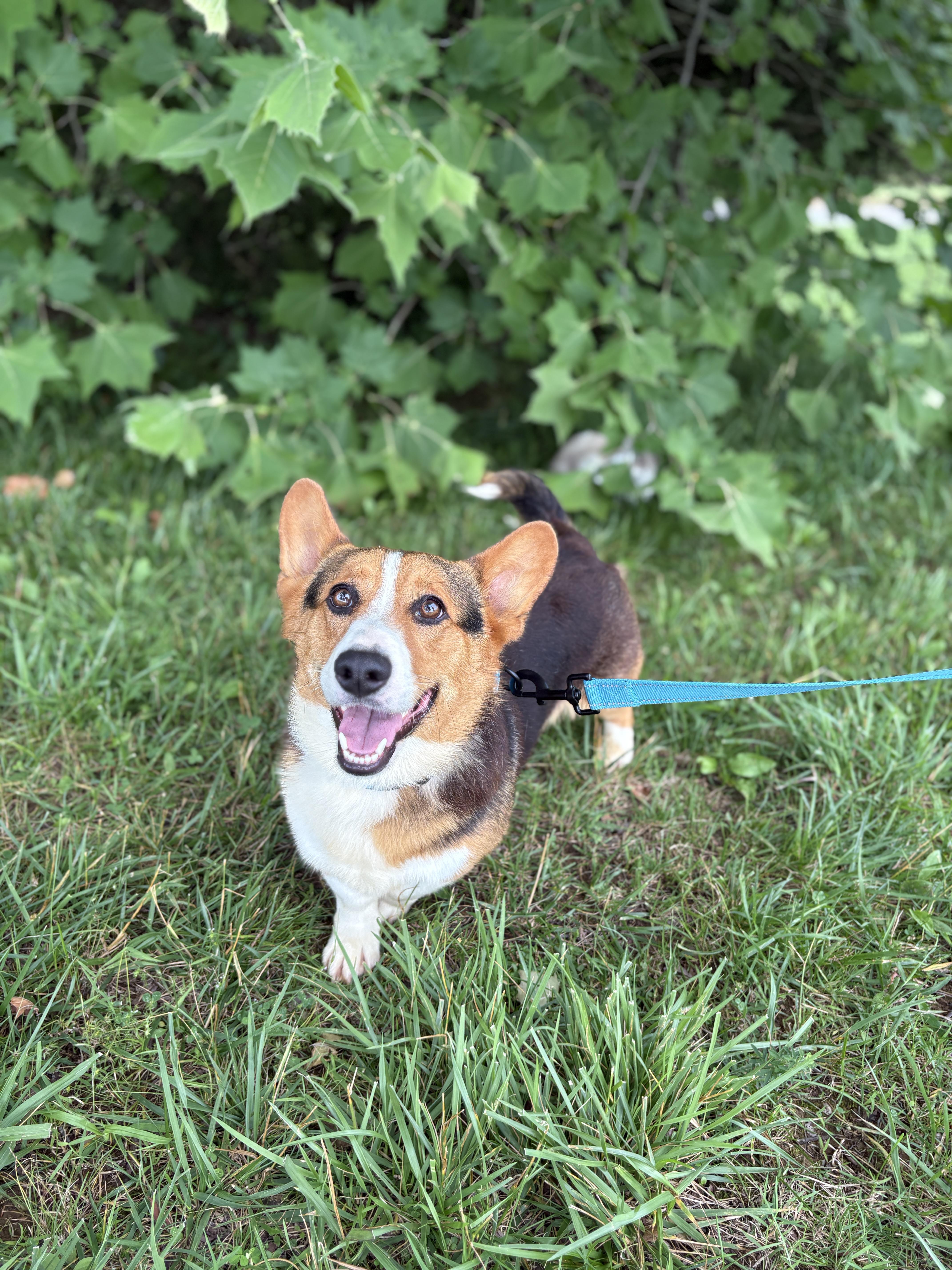 A young medium-sized male Sable Corgi dog named Bo for adoption in Gradyville, KY