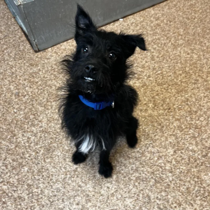 A young small-sized male Black Schnauzer dog named Bear for adoption in Harrisville, WV