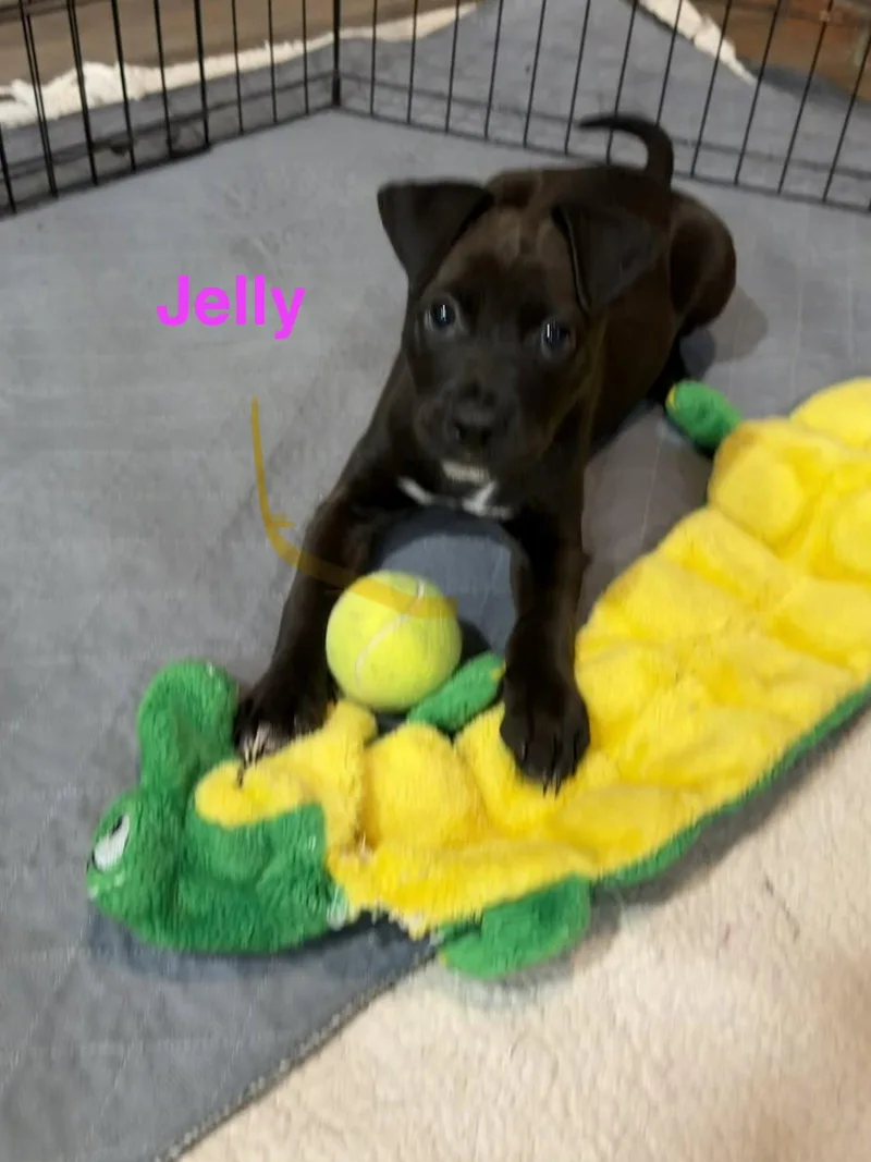 A baby medium-sized female Labrador Retriever dog named Jelly for adoption in Union Beach, NJ