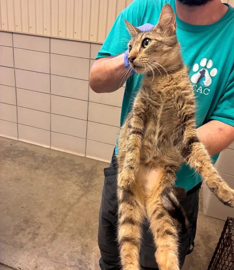 A young small-sized male Domestic Short Hair cat named Snicker for adoption in Bossier City, LA