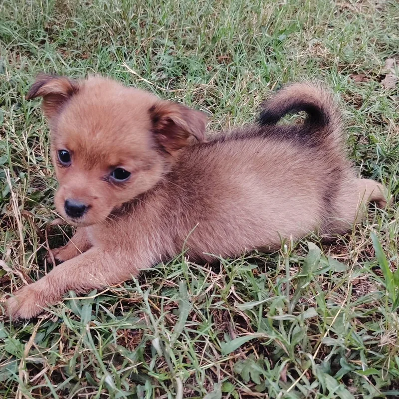 A baby small-sized female Red / Chestnut / Orange Corgi dog named Skylar for adoption in Oklahoma City, OK